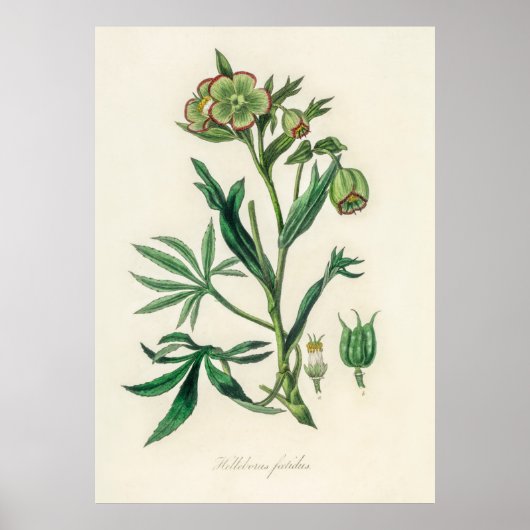 Bistort (Polygonum bistorta) aus Botanik Poster (Vorne)