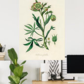 Bistort (Polygonum bistorta) aus Botanik Poster (Heimbüro)