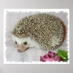 Bitsy der Igel Poster