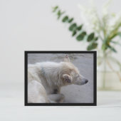 BITTE HELFEN, HUNDE IN NEPAL ZU DESPERIEREN POSTKARTE (Stehend Vorderseite)