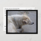 BITTE HELFEN, HUNDE IN NEPAL ZU DESPERIEREN POSTKARTE (Vorne/Hinten)