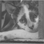 Bitte Kitty Aufkleber (Vorderseite)