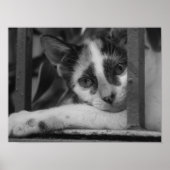 Bitte Kitty Poster (Vorne)