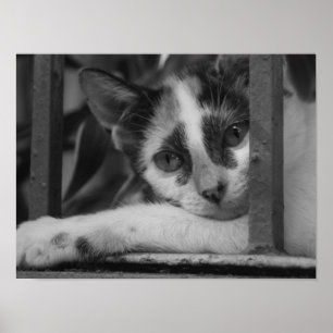 Bitte Kitty Poster