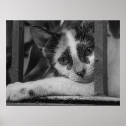 Bitte Kitty Poster (Vorne)