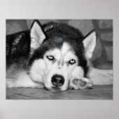 Bitte lass mir schlafen. poster (Vorne)