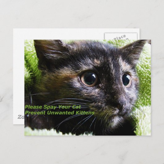 Bitte spucken Sie Ihre Katze Vermeidung unerwünsch Postkarte (Vorne/Hinten)