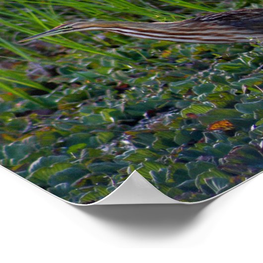 Bittern Bird Foto Print Poster (Ecke)