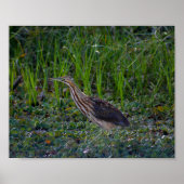 Bittern Bird Foto Print Poster (Vorne)