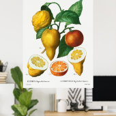 Bitterorange Citrus bigaradia bizarro aus Trait Poster (Heimbüro)