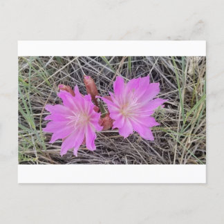 Bitterroot Flower Postcard Feiertagspostkarte