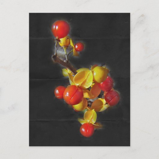 Bittersüße Berries - Herbstschönheit Postkarte (Vorderseite)