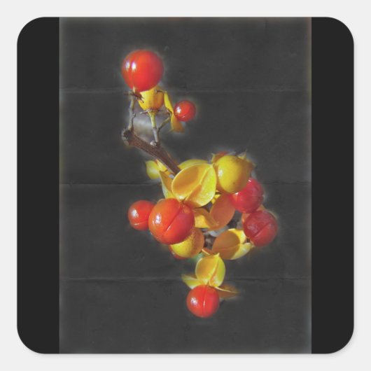Bittersüße Berries - Herbstschönheit Quadratischer Aufkleber (Vorderseite)
