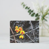 Bittersüße Berries Postkarte (Stehend Vorderseite)