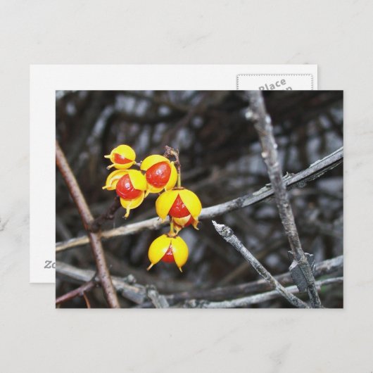 Bittersüße Berries Postkarte (Vorne/Hinten)