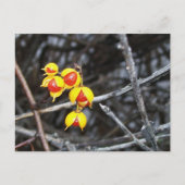 Bittersüße Berries Postkarte (Vorderseite)