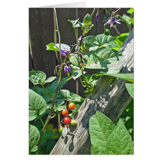 Bittersüße Nachtschatten (Solanum dulcamara) Karte (Vorne)
