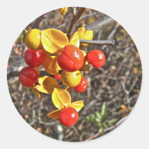 Bittersüße Weinbeeren-Artikel Runder Aufkleber