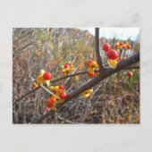 Bittersüße Weinberge Postkarte (Vorderseite)