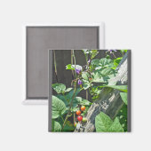 Bittersüßer Nachtschatten (Solanum dulcamara) Magn Magnet (Vorderseite/Rückseite)