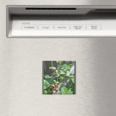 Bittersüßer Nachtschatten (Solanum dulcamara) Magn Magnet (In Situ (Geschirrspüler))