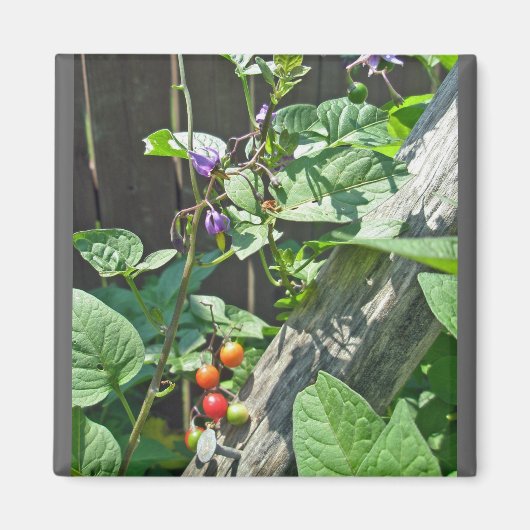 Bittersüßer Nachtschatten (Solanum dulcamara) Magn Magnet (Vorne)