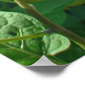 Bittersüßer Nachtschatten (Solanum dulcamara) Post Poster (Ecke)