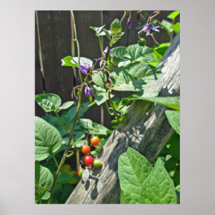 Bittersüßer Nachtschatten (Solanum dulcamara) Post Poster