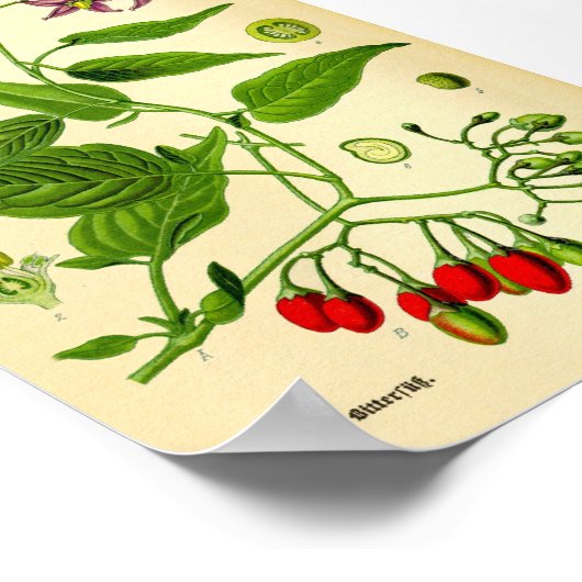 Bittersüßer Nachtschatten (Solanum dulcamara) Poster (Ecke)
