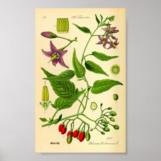 Bittersüßer Nachtschatten (Solanum dulcamara) Poster (Vorne)