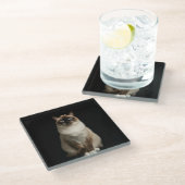 Black 4 Luxe Glass coaster, Birmanese Cat Glasuntersetzer (Schrägansicht)