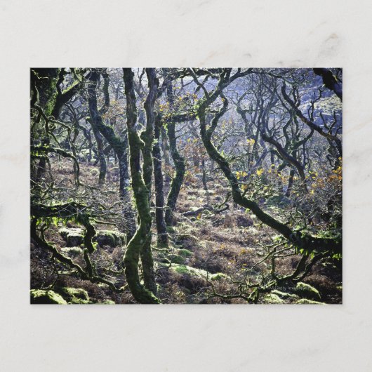 Black a Tor Copse, Dartmoor, Devon, United Postkarte (Vorderseite)