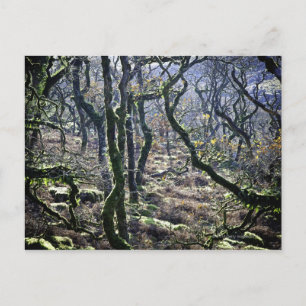Black a Tor Copse, Dartmoor, Devon, United Postkarte
