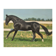 Black Akhal Teke Stallion Galloping Paddock Zaun