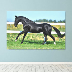 Black Akhal Teke Stallion Galloping Paddock Zaun Leinwanddruck