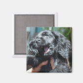 Black American Cocker Spanisch Welpe 10 Wochen alt Magnet (Vorderseite/Rückseite)