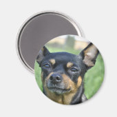 Black and Brown Chihuahua Magnet (Vorderseite/Rückseite)