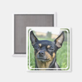 Black and Brown Chihuahua Magnet (Vorderseite/Rückseite)