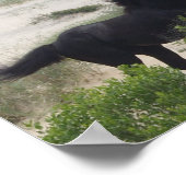 Black and Brown Wild Corolla Horses Poster (Ecke)