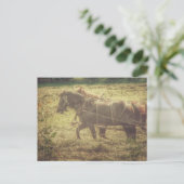 Black and Sorrel Amish Horses Mowing Hay Postkarte (Stehend Vorderseite)