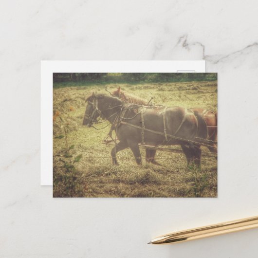 Black and Sorrel Amish Horses Mowing Hay Postkarte (Vorderseite/Rückseite Beispiel)