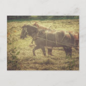 Black and Sorrel Amish Horses Mowing Hay Postkarte (Vorderseite)