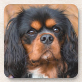 Black and Tan Cavalier King Charles Spaniel Dog Getränkeuntersetzer (Vorderseite)