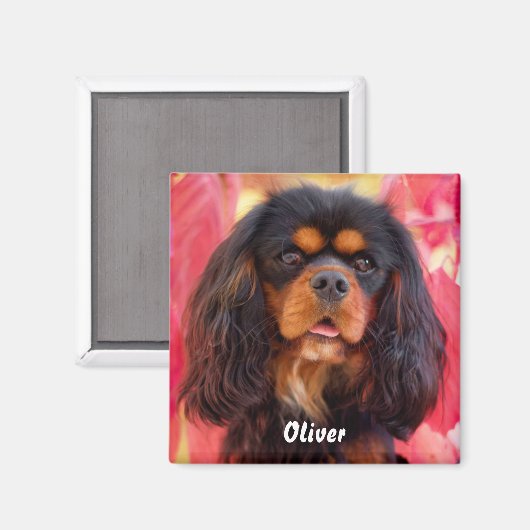 Black and Tan Cavalier King Charles Spaniel Dog Magnet (Vorderseite/Rückseite)