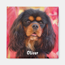 Black and Tan Cavalier King Charles Spaniel Dog Magnet