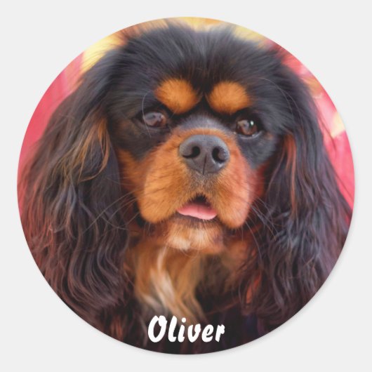 Black and Tan Cavalier King Charles Spaniel Dog Runder Aufkleber (Vorderseite)