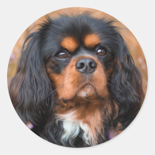 Black and Tan Cavalier King Charles Spaniel Dog Runder Aufkleber (Vorderseite)