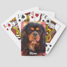 Black and Tan Cavalier King Charles Spaniel Dog