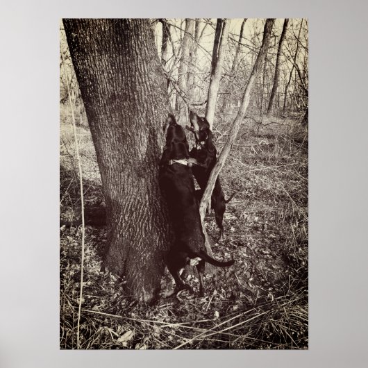 Black and Tan Coon Hounds Poster (Vorne)
