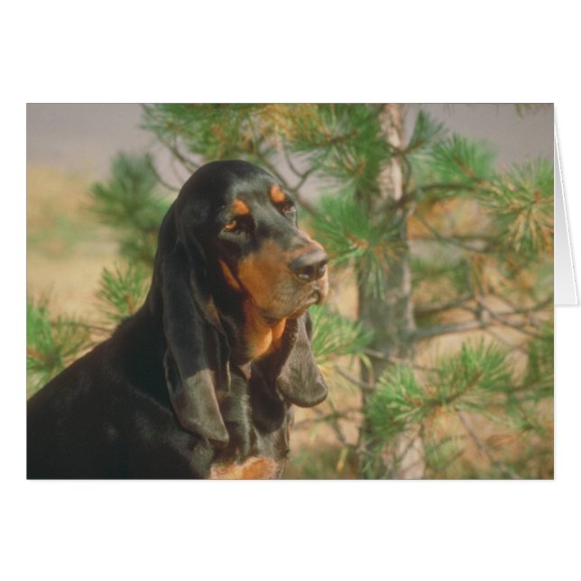 Black and Tan Coonhound (Vorderseite (Horizontal))